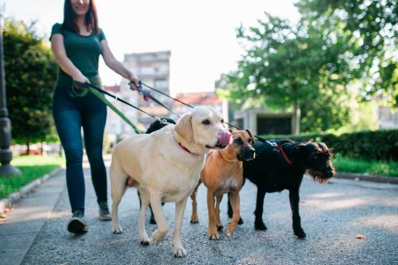 dog walkers need a robust access solution