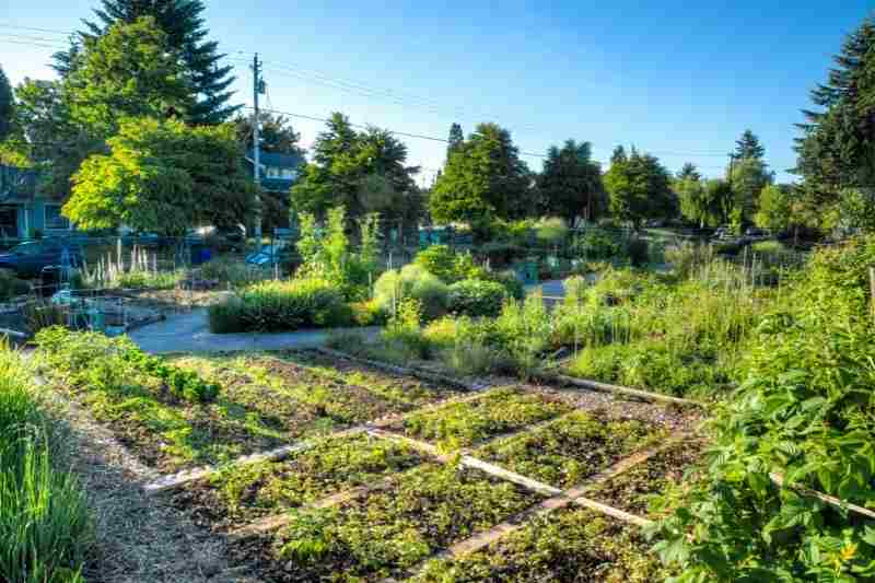 outdoor amenity community garden