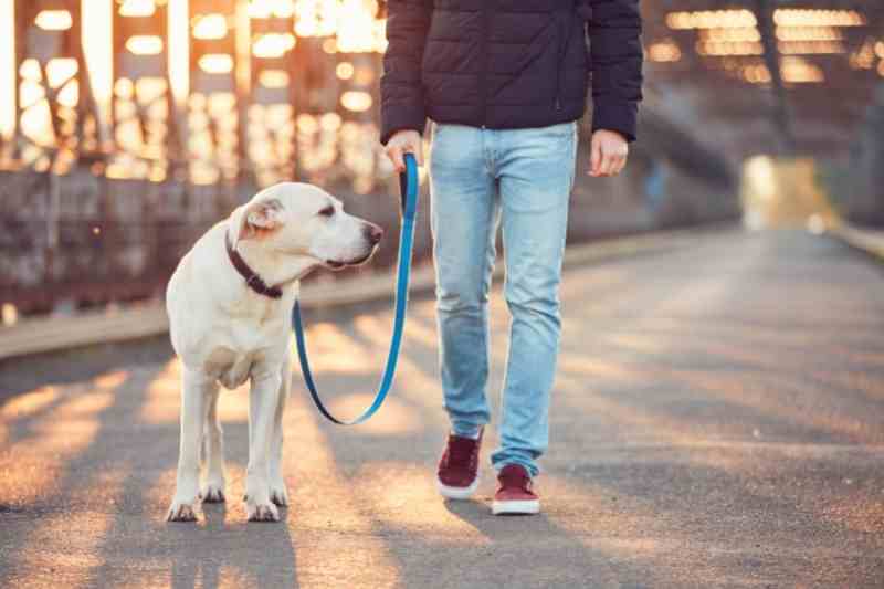 Multifamily pet policies should include designated areas for walking dogs