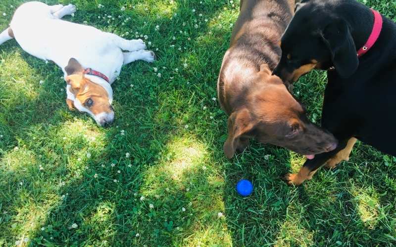 dog parks are a popular pet amenities