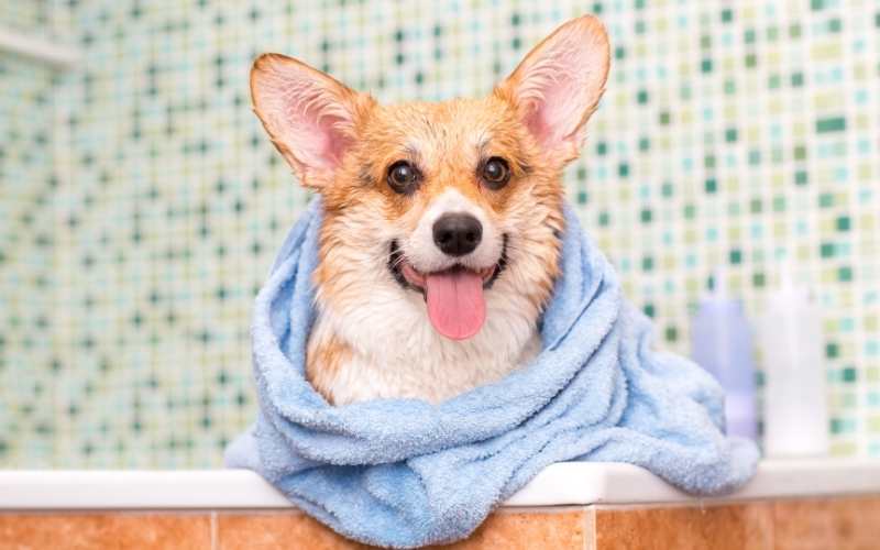corgi gets a bath in dog wash station, one of the pet amenities