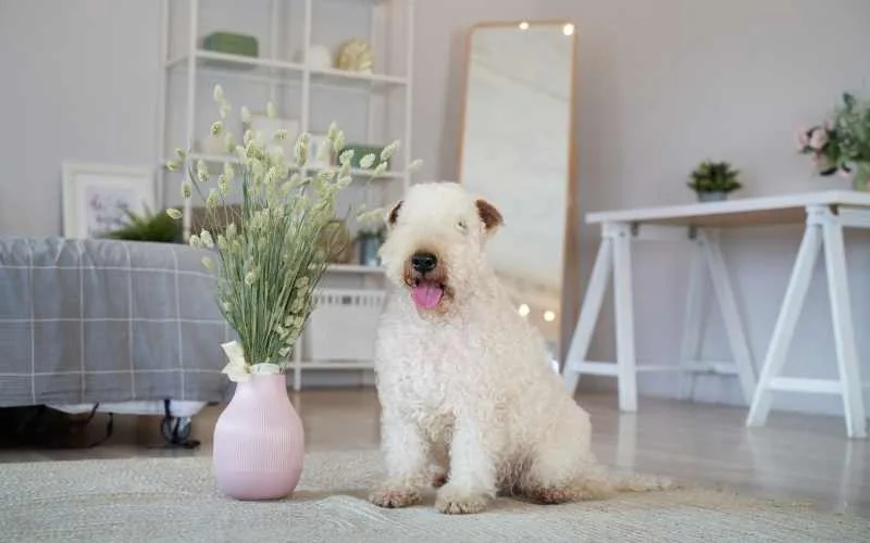5 Pet Amenities Every Dog-Friendly Apartment Should Have