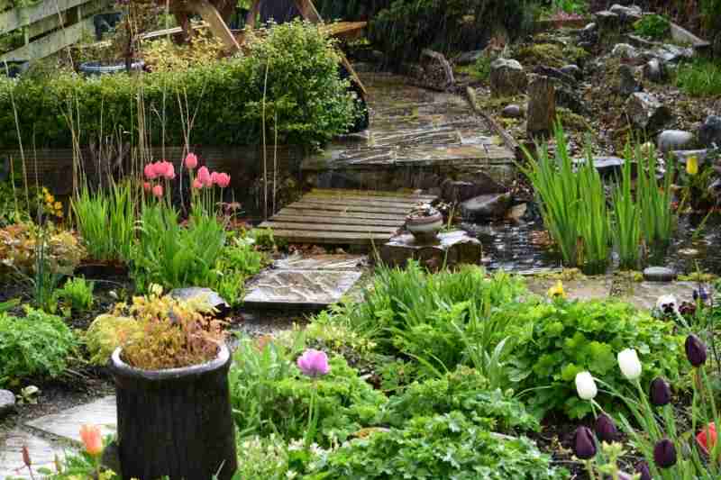 rain garden dealing with runoff