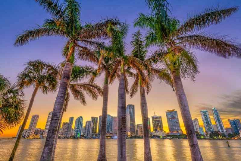 Palm trees and Miami's skyline