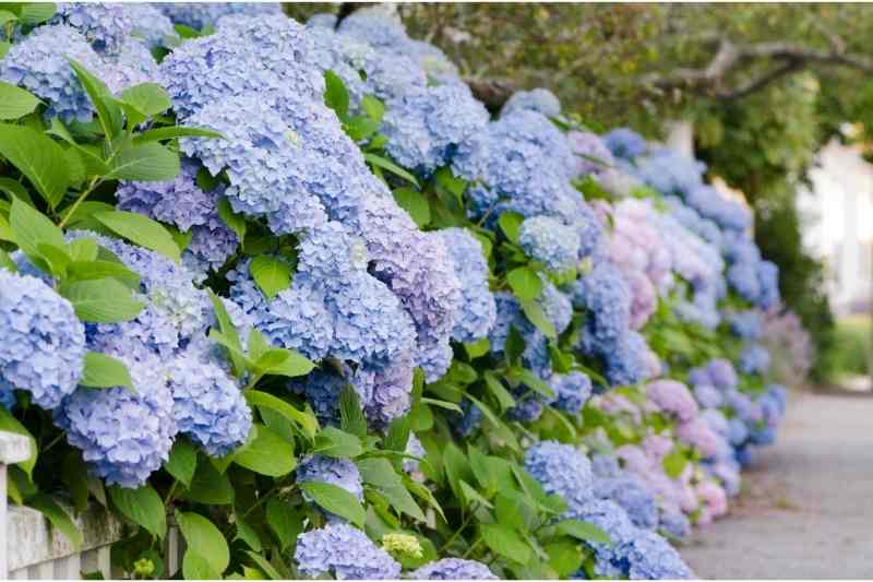 colorful hydrangeas that add curb appeal to a building