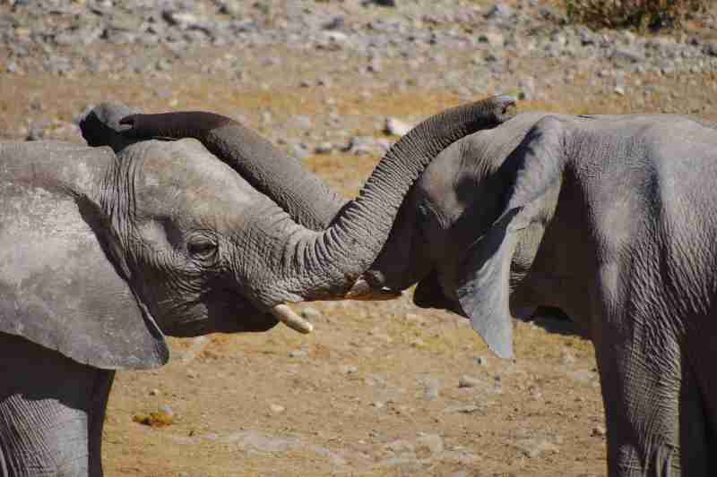 biomimetic architecture designed after elephant social groups