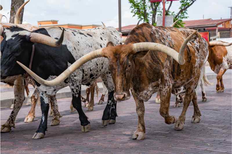 the fort worth stockyards are a popular tourist destination