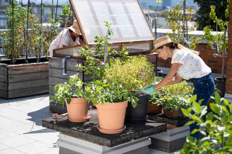 green rooftop serving as wellness amenity