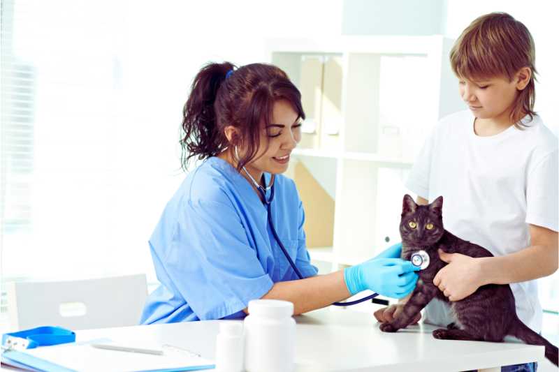 A vet examines a cat safely thanks to animal hospital security. 