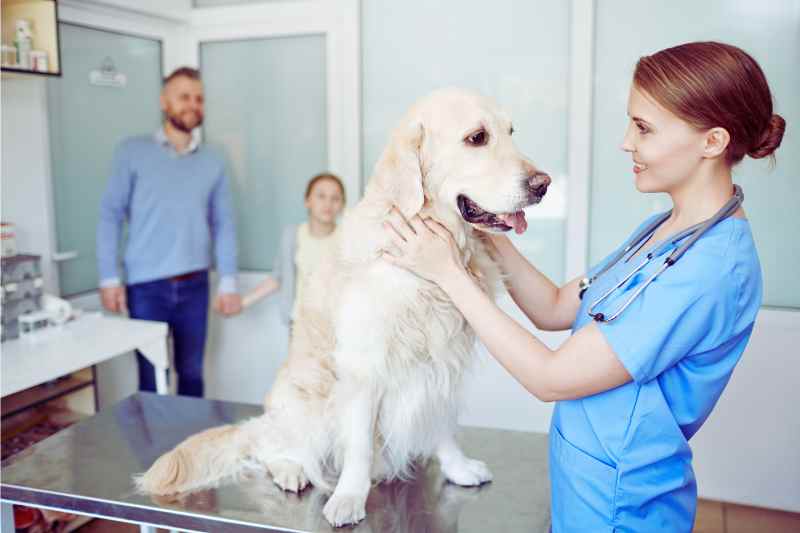 A vet tech examines a dog safely thanks to animal hospital security.